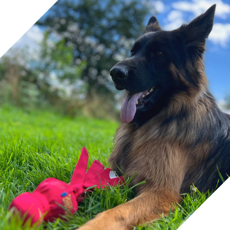 German Shepherd with a KONG Wubba